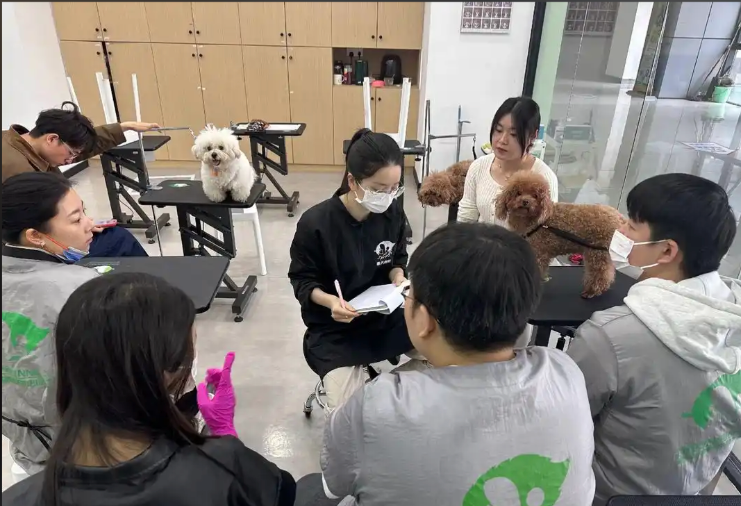 呼和浩特市宠物美容学习宠物美容培训学校 - 价格